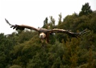 Vale gier   A.Bender : SPANJE 2012 400D